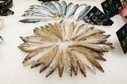 沙丁魚生鮮海產(chǎn)品海鮮美食攝影圖 st攝影