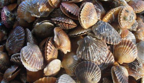 上海有幾個(gè)大的海鮮批發(fā)市場