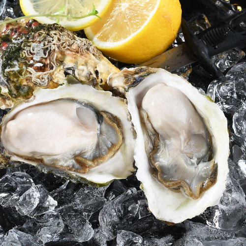 新鮮現(xiàn)撈鮮活生蠔牡蠣?zhēng)ご蠛Ｏ犠臃侨樯胶ｕr水產(chǎn)貝類批發(fā)3 5斤