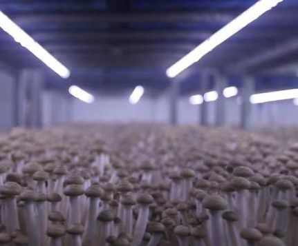 泗陽(yáng)食用菌 從海鮮仿味到產(chǎn)業(yè)“單打冠軍”的崛起之路