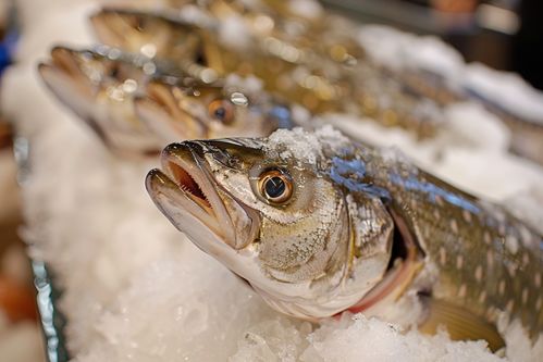 大西洋銀鱈魚(yú) 海洋的鮮美珍品